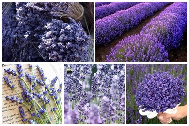 Hoa lavender khô giá rẻ cho ngày 20-10