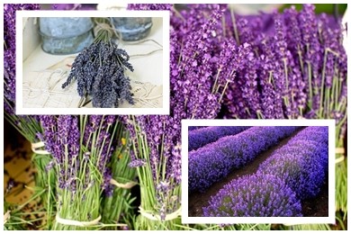 Hoa lavender khô: Loại hoa hoàn hảo nhất dành tặng bạn gái nhân ngày 20-10