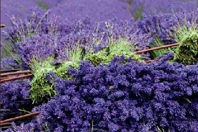 Hoa lavender khô: Món quà hoàn hảo nhất dành tặng mẹ nhân ngày 20-10