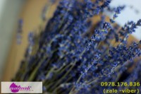 Hoa lavender khô nguyên liệu