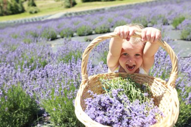 Hoa lavender khô tặng 20 – 10: Quà hay cho mẹ