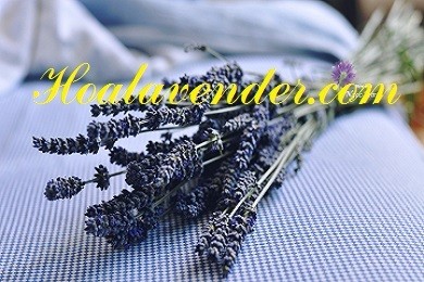 Hoa Lavender Tphcm chinh phục giới yêu hoa