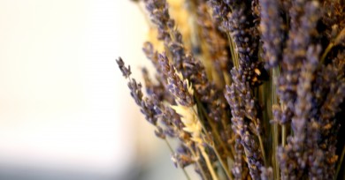 Hoa lavender vẻ đẹp của sự tinh khiết
