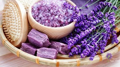 Khám phá sự đa dạng của hoa Lavender