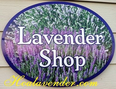 Cùng shop bán sỉ hoa Lavender khám phá tính cách cô nàng yêu hoa Lavender
