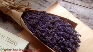 Kiếm chổ bán sỉ hoa Lavender tại tp.hcm không thể bỏ qua