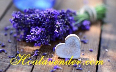 Kiếm được người yêu nhờ bán sỉ hoa Lavender