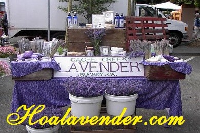 Một vài điểm mua bán hoa Lavender Tphcm cực chất