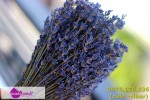 Mua hoa lavender khô cho ngày 20/11