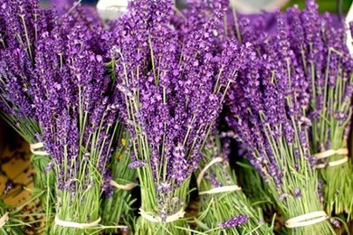 Mua hoa lavender khô tặng sinh nhật bạn gái với những lý do gì?