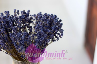 Mua hoa lavender khô tặng sinh nhật bạn gái
