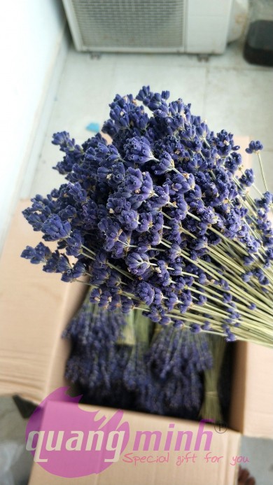 Mua hoa lavender khô trong ngày 20/10