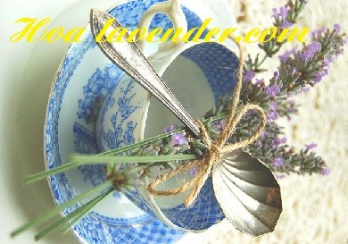 Những điều cần biết trước khi bạn ghé shop bán sỉ hoa lavender