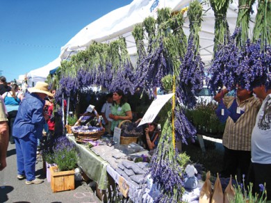Sắc tím quyến rũ tại hội chợ hoa Lavender ở nước ngoài