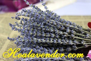 Shop bán hoa Lavender Tphcm giúp bạn phấn khởi kinh doanh