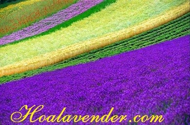 Shop bán sỉ hoa Lavender hướng dẫn cách tự trồng hoa