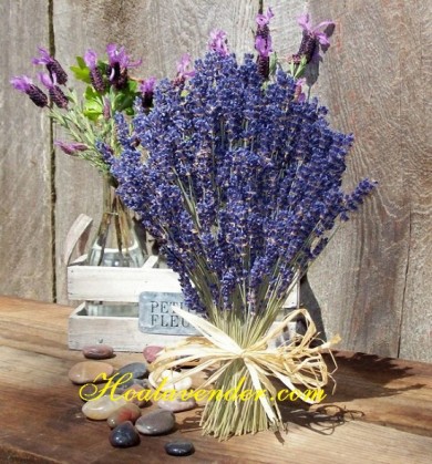 Shop bán sỉ hoa lavender hướng dẫn làm oải hương bằng giấy