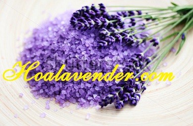 Shop bán sỉ hoa Lavender ở Tphcm {Uy tín 100%}