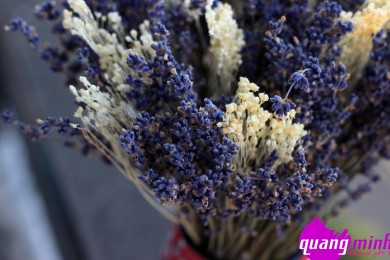 Tác dụng của hoa lavender khô mà bạn chưa biết (Phần 1)