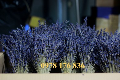 Tác dụng của nụ hoa lavender khô với đời sống (phần 1)