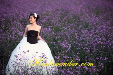 Tại sao nên chọn shop bán sỉ hoa lavender