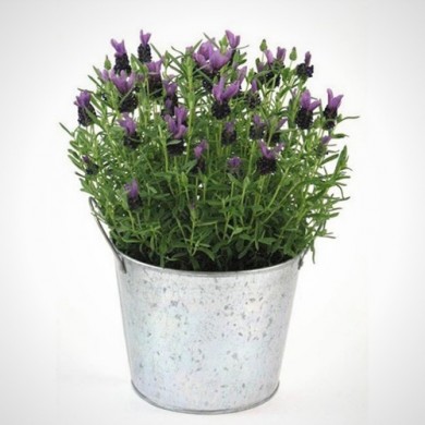 Tuyệt chiêu chăm sóc hoa Lavender trong nhà