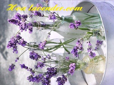Vì sao bạn đến shop bán sỉ hoa lavender?